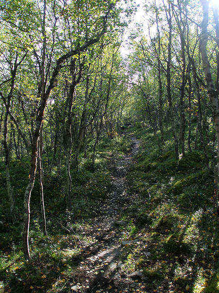 Berkebossen in Grimsdalen